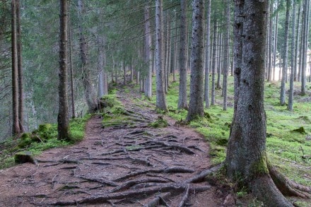 Ammergauer Berge: Buchenberg Rundweg (Schwangau)