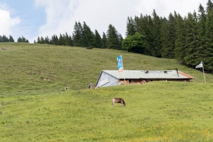 Oberallgäu: Buchelalpe (1.290m) (Oberjoch)