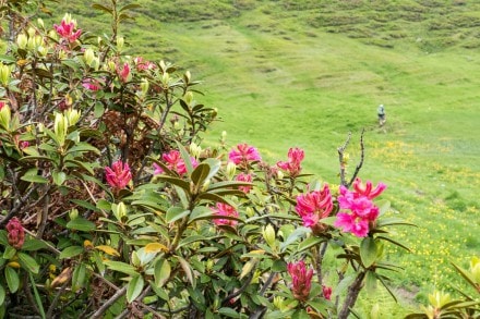 Oberallgäu: Alpenrosen am Gratweg (Oberjoch)