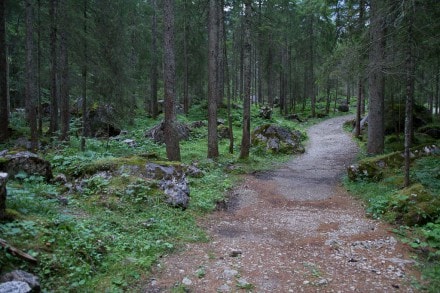 Tannheimer Tal: Fichten-Block-Urwald (Tannheim)