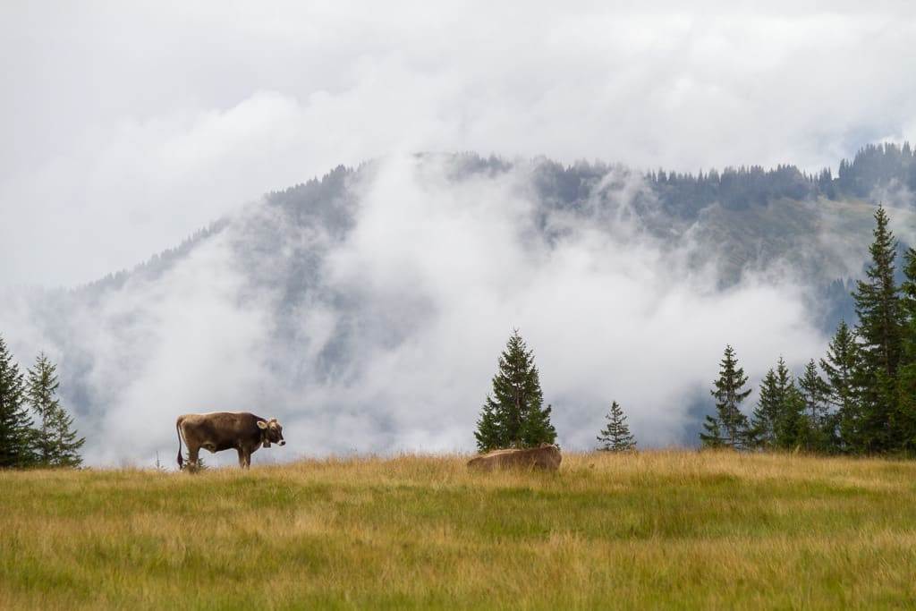 Tennenmooskopf und Grauer Stein von der Höllritzer Alpe aus (Gunzesried - Oberallgäu / 2017)