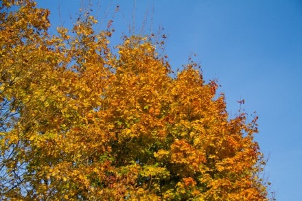 Die Teufelsküche bei Ronsberg im Herbstlicht