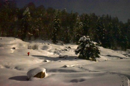 Oberallgäu: 2000 jährige Eibe bei Balderschwang (Balderschwang)