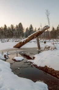 Oberallgäu: Werdensteiner Moos (Immenstadt)