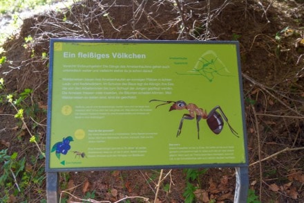Westallgäu: Waldlehrpfad (Tiere, Moos) (Isny)