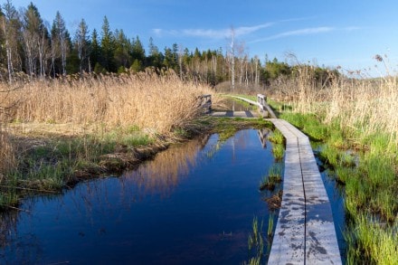 Ravensburg: Hochmoor am Ursee bei Beuren (Isny)