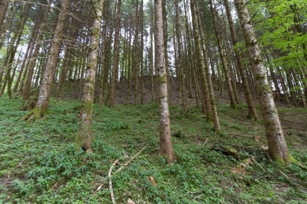 Westallgäu: Ruine Hohenegg (Maierhöfen)