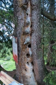 Oberallgäu: Spechtbaum (Oberjoch)