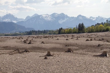 Ostallgäu: Ehemaliges Waldstück (Osterreinen)