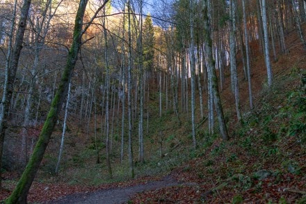 Tirol: Alpenrosenweg (Füssen)