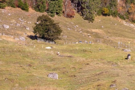 Oberallgäu: 2000 jährige Eibe bei Balderschwang (Balderschwang)