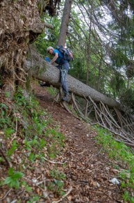 Oberallgäu: Starke Sturmschäden Frühjahr 2019! (Pfronten)