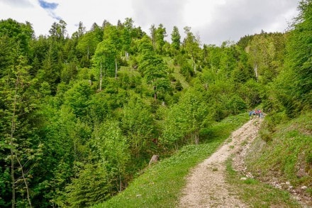 Ammergauer Berge: Pechkopf (Schwangau)