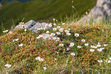 Weiße Silberwurz (Familie: Rosengewächse)
