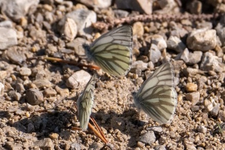 Der Baum-Weißling Schmetterling
