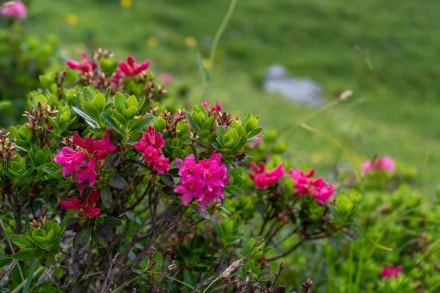 Rostblättrige Alpenrose (Familie: Heidekrautgewächse)
