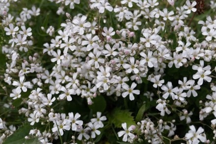 Kriechendes Gipfskraut (Familie: Nelkengewächse)
