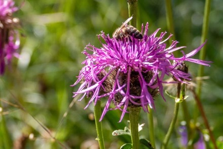 Skabiosen-Flockenblume (Familie: Compositae)
