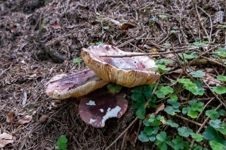 Pilzart
