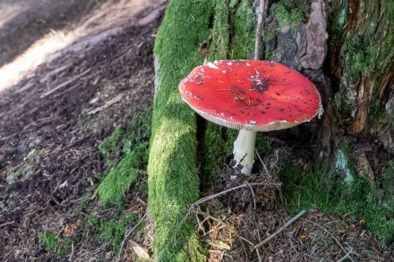 Fliegenpilz

