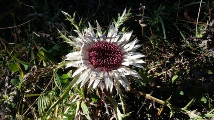 Silberdistel (Familie: Korbblütler)
