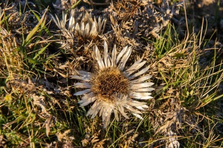 Silberdistel (Familie: Korbblütler)
