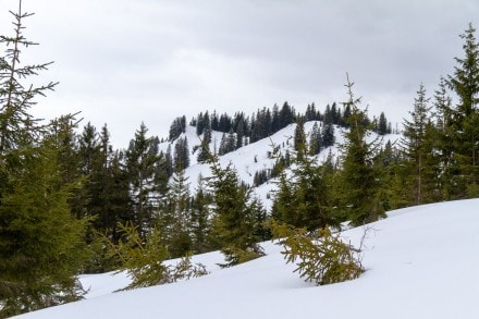 Oberallgäu: Hochschelpen und Hörnlein (Balderschwang)