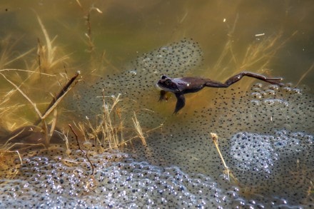 Oberallgäu: Froschteich (Missen)