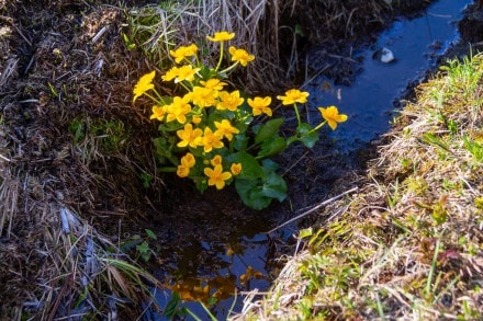 Butterblume
