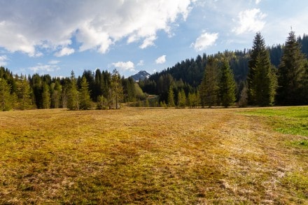 Kleinwalser Tal: Hochmoor Höfle bei Rietzlern (Rietzlern)