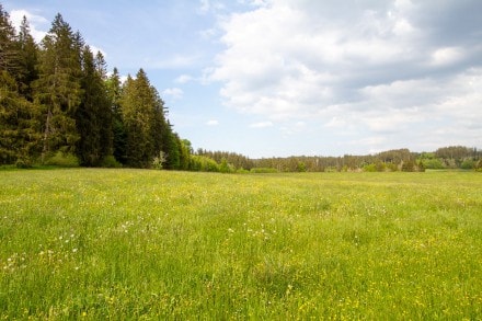 Burgruine Schneberg, Bauernfliehburg Bodelsberg und die Findlinge im Kemptener Wald