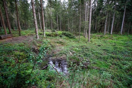 Oberallgäu: Torfstiche im Kemptener Wald (Betzigau)