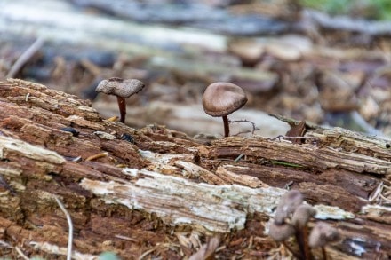 Pilz
