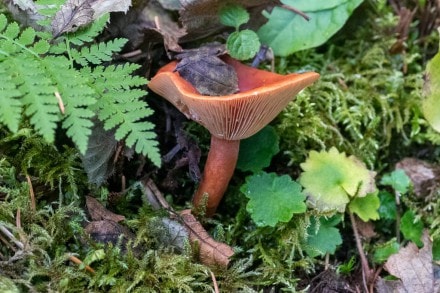 Orangefuchsiger Milchling
