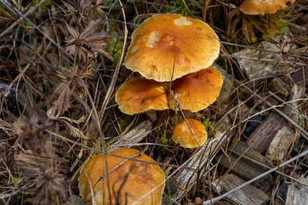 Gymnopilus sapineus sl
