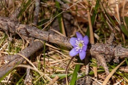 Gewöhnliches Leberblümchen
