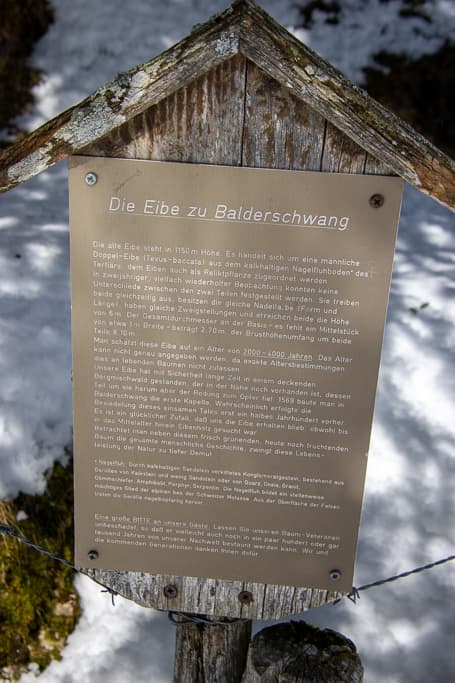 2000 jährige Eibe bei Balderschwang<br />(Balderschwang - Oberallgäu / 2020)