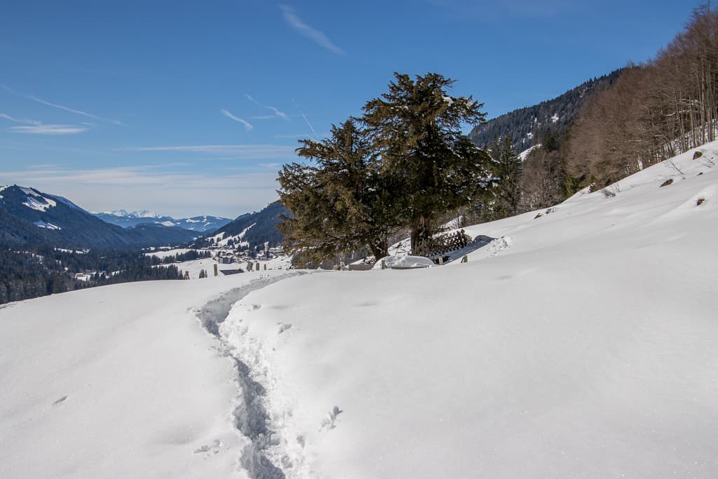 2000 jährige Eibe bei Balderschwang<br />(Balderschwang - Oberallgäu / 2020)