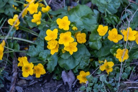 Sumpfdotterblume

