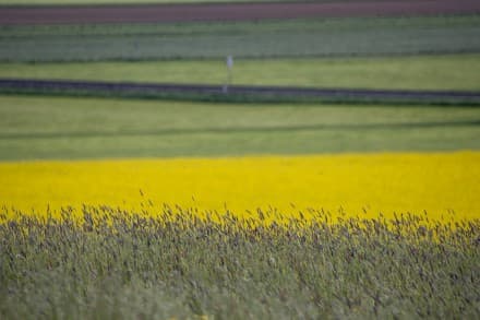 Burgstall und geologische Orgeln bei Bossarts