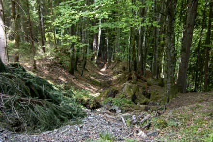 Oberallgäu: Heubatweg (Obermaiselstein)