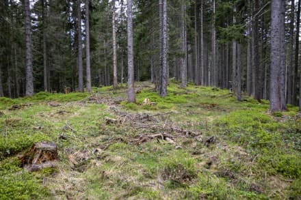 Oberallgäu: Mittelberggipfel (Gunzesried)