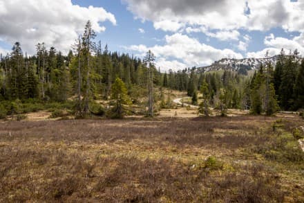 Oberallgäu: Birkachmoor (Gunzesried)