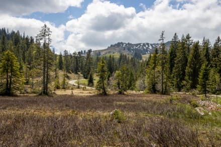 Oberallgäu: Birkachmoor (Gunzesried)