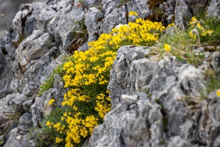 Gelbe Alpenpflanze
