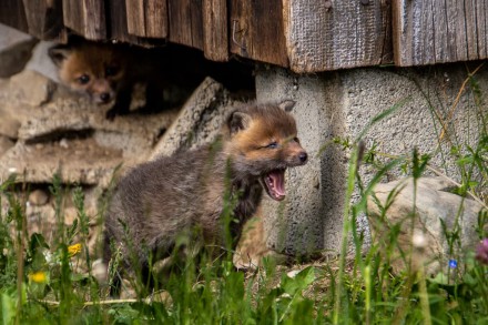 Oberallgäu: Fuchsbau (Sonthofen)