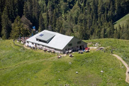 Oberallgäu: Zipfles Alpe (1.514m) (Oberjoch)