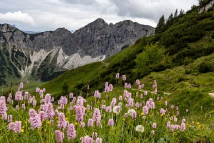 Schlangen-Wiesenknöterich
