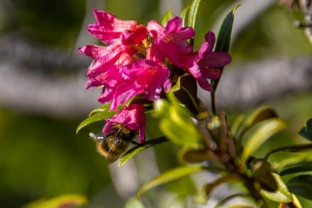 Alpenrose
