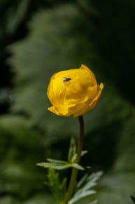 Europäische Trollblume

